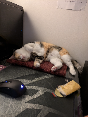 Patoune