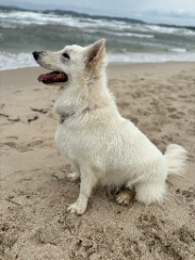 Shirka