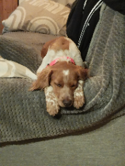 Vito