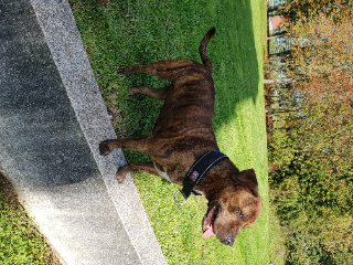 SNOOP
