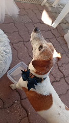 Jack