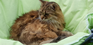 Taima