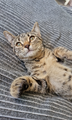 Nala
