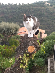 Sylvestre