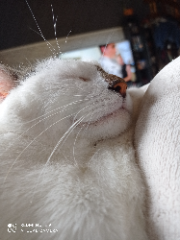 Mimosa