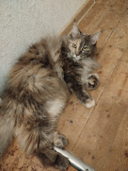 Romie