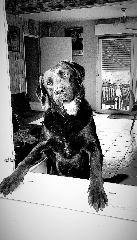 Rocky