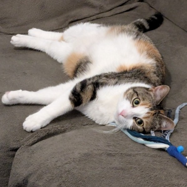 Nova