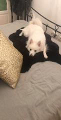 Olaf