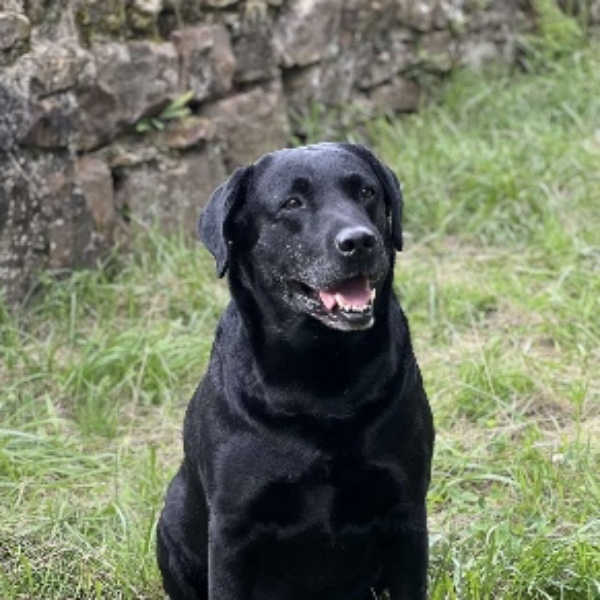 Négus