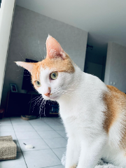 Mya