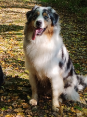 Upsie