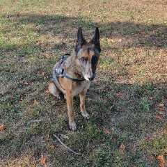 Lex