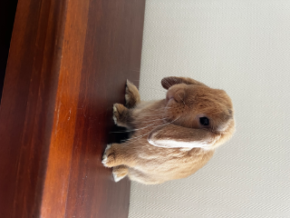 Bunny