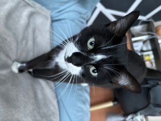 Milo