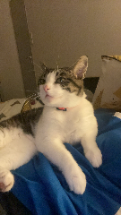 Minette