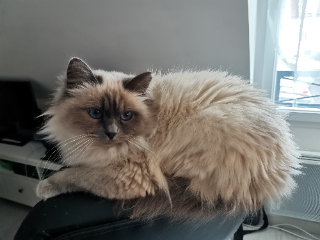 Arya
