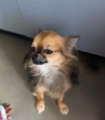 Pepito