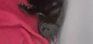 Titou