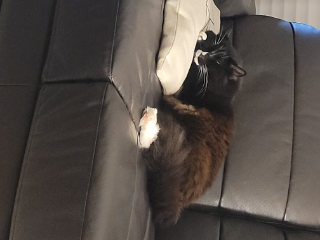 Jonas