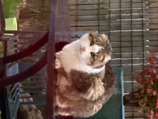 KIWI