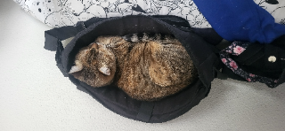 Nala