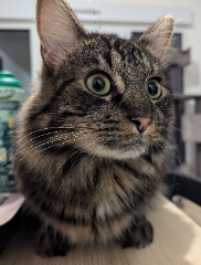 Litchy