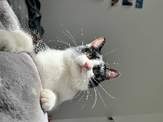 Mochi