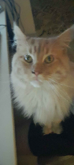 Taël