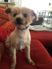 Milou