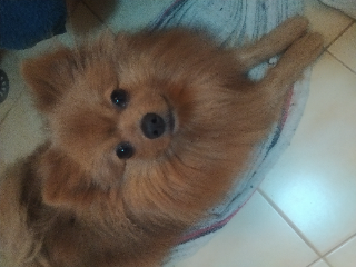 Cookie