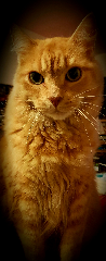 Nougat