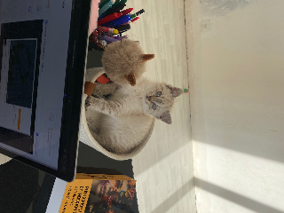 Vadrouille