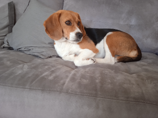 Paco