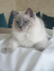 QUEENY