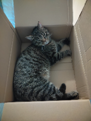 Mitsu