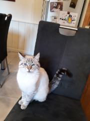Mia