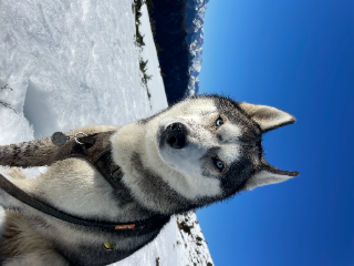 Pogo