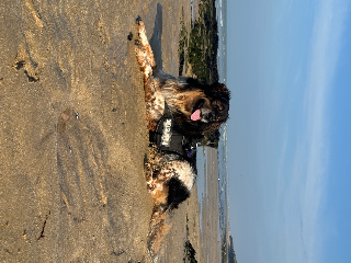 Diego