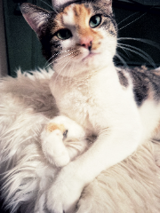 GILDA