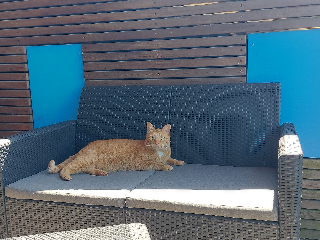 Shadow