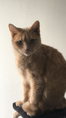 Khiara