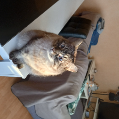 Nindja