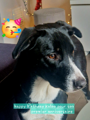 KALOO