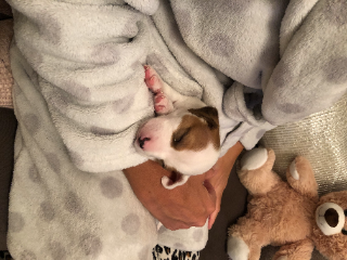 Romeo