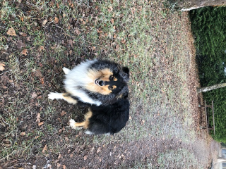 Bella