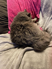 bouboule