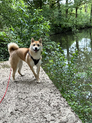 Shiba