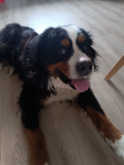 Oscar