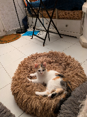 Féline
